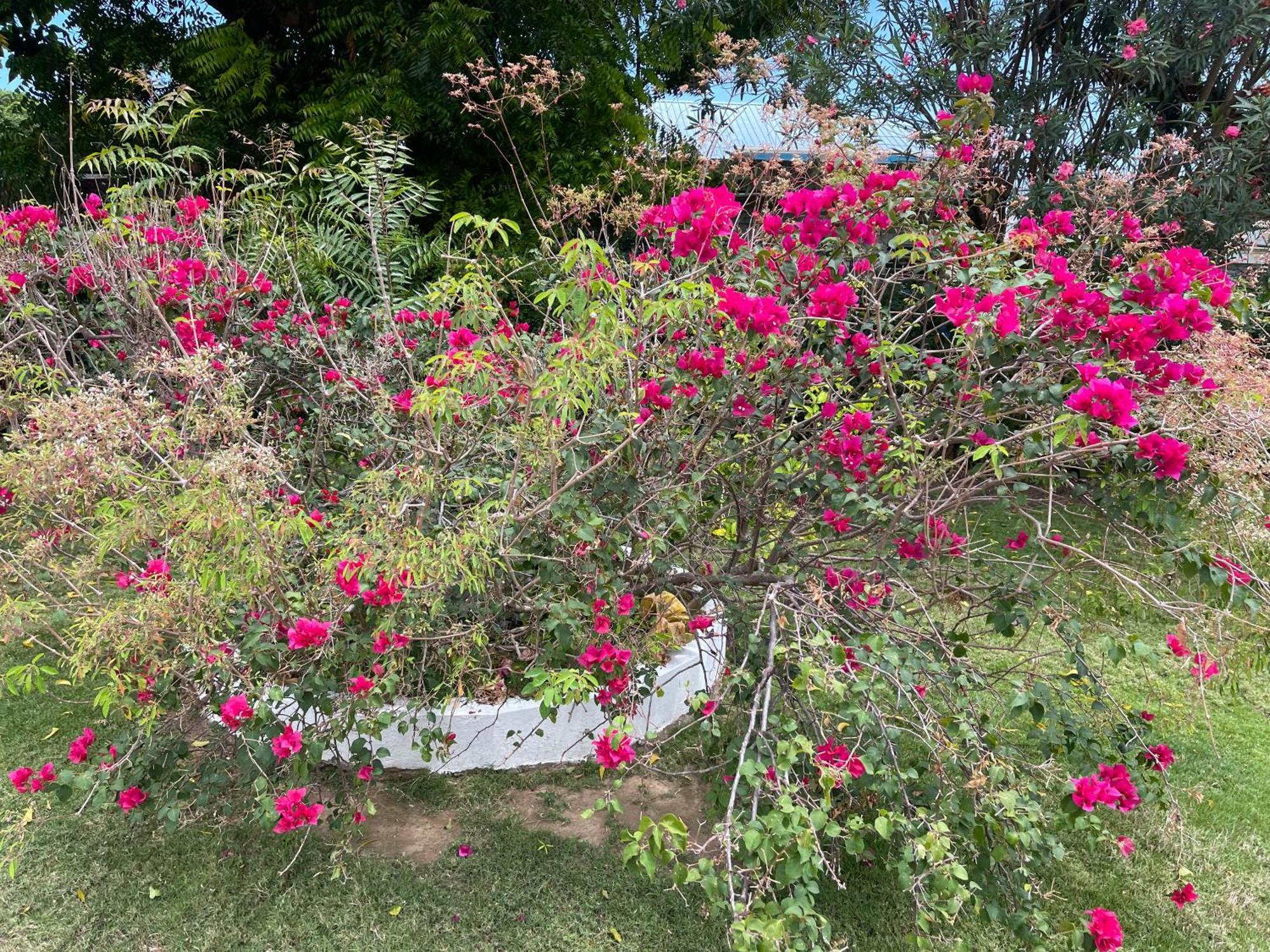 אוצ'ו ריוס Little Shaw Park Guest House מראה חיצוני תמונה